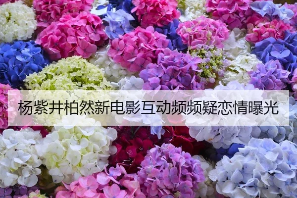 杨紫井柏然新电影互动频频疑恋情曝光